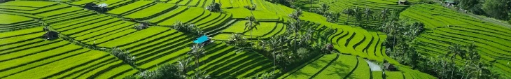 An aerial view of a lush green rice field